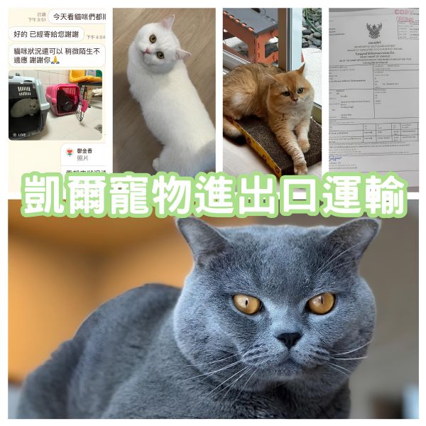 2025/02/06『泰國回台灣』林小姐帶3隻貓貓返回台灣啦~~~~~
